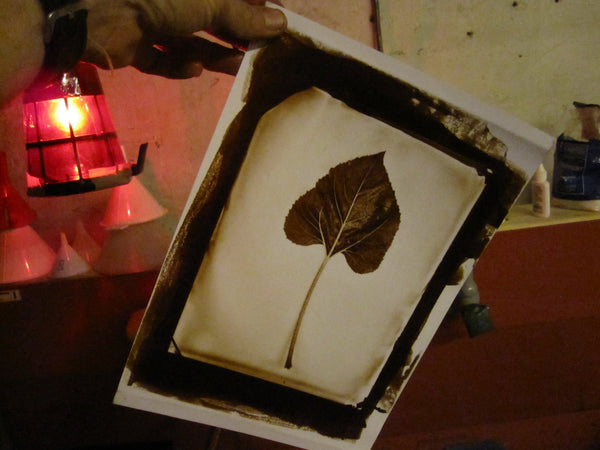 dry plate photography