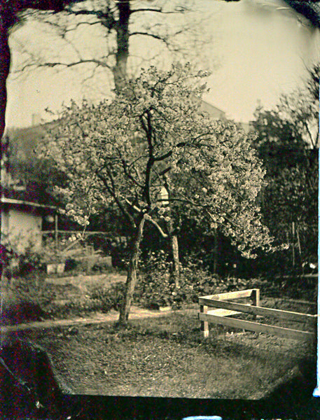 Wetplate, Kollodium, Collodion, Ambrotype, Ambrotypie